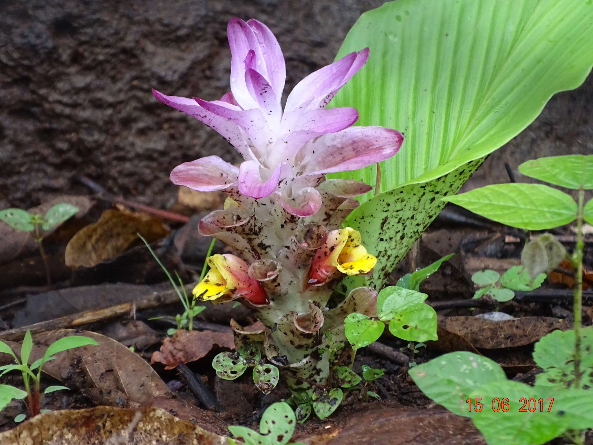 Image of Curcuma pseudomontana J. Graham