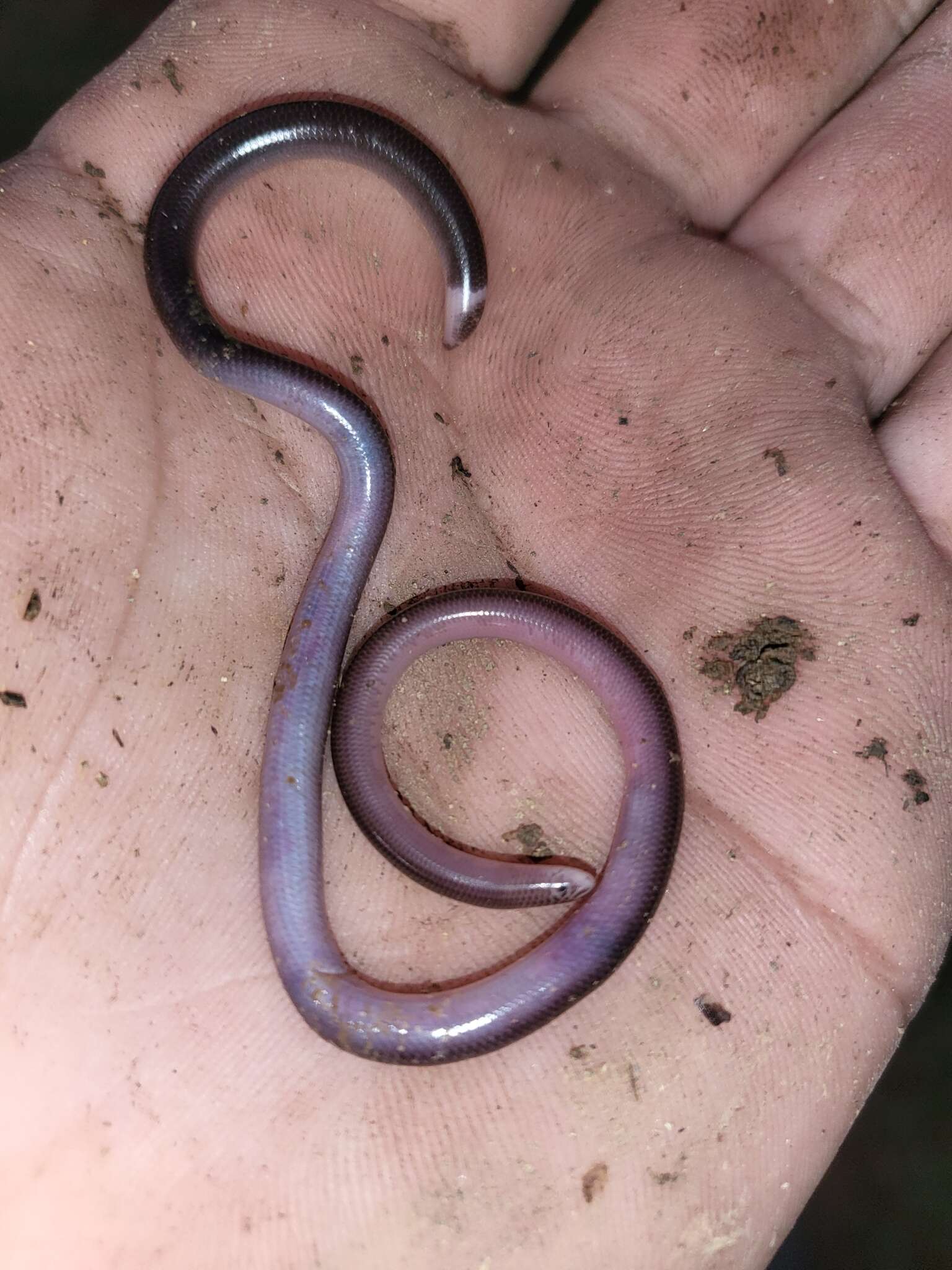 Image of Flathead Worm Snake