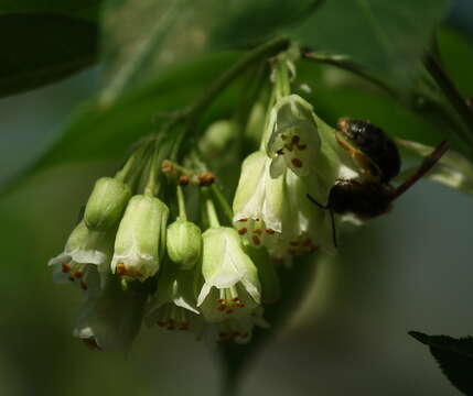 Image of American bladdernut