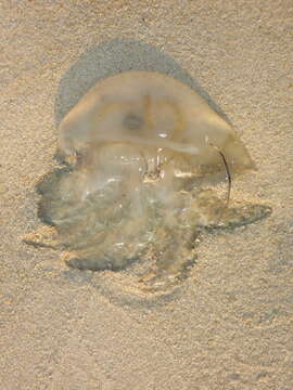 Image of Jelly Blubber