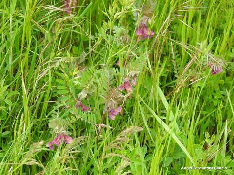 Image of Vicia pannonica subsp. striata