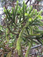 Image of Dacrydium gibbsiae Stapf