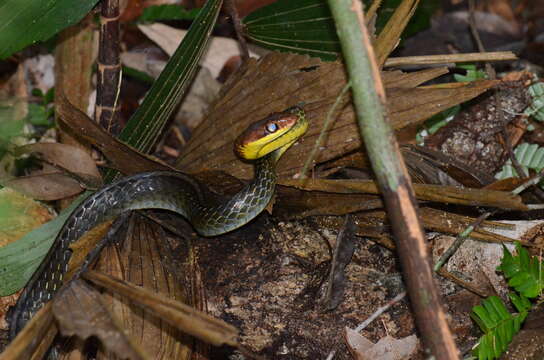 Image of Ecuador Sipo