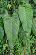 Imagem de Anthurium talamancae Engl.