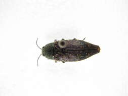 Image de Buprestis confluenta Say 1823