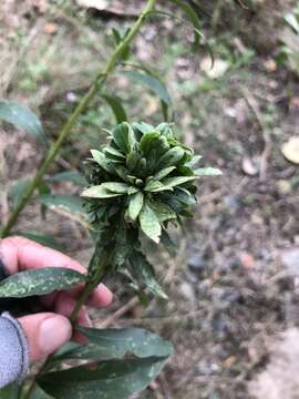 Image of Goldenrod Bunch Gall