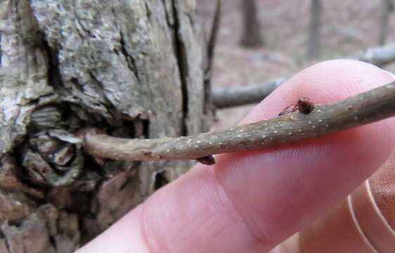 Sivun Quercus sinuata var. breviloba (Torr.) C. H. Mull. kuva