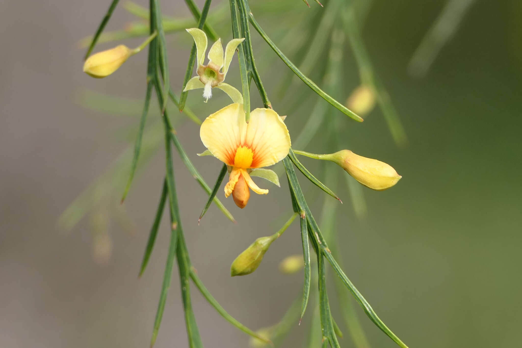 Image of Jacksonia sternbergiana Benth.