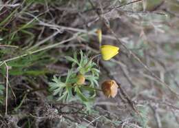 Image of Anemone biflora var. petiolulosa (Juz.) S. Ziman