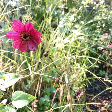 Image of Cosmos scabiosoides Kunth