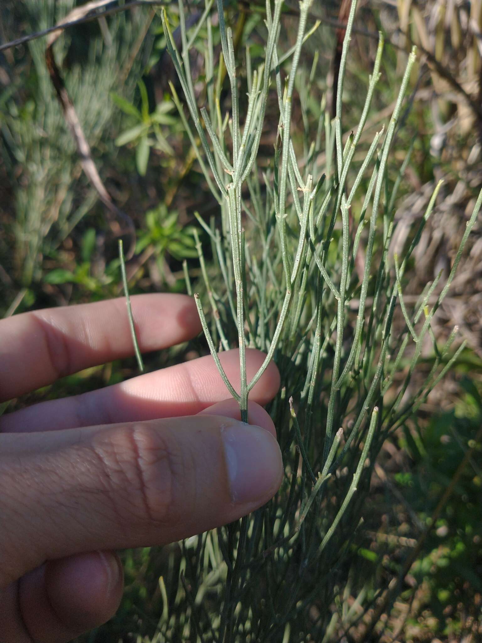 Image of Baccharis notosergila Griseb.