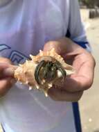 Image of Thinstripe Hermit Crab