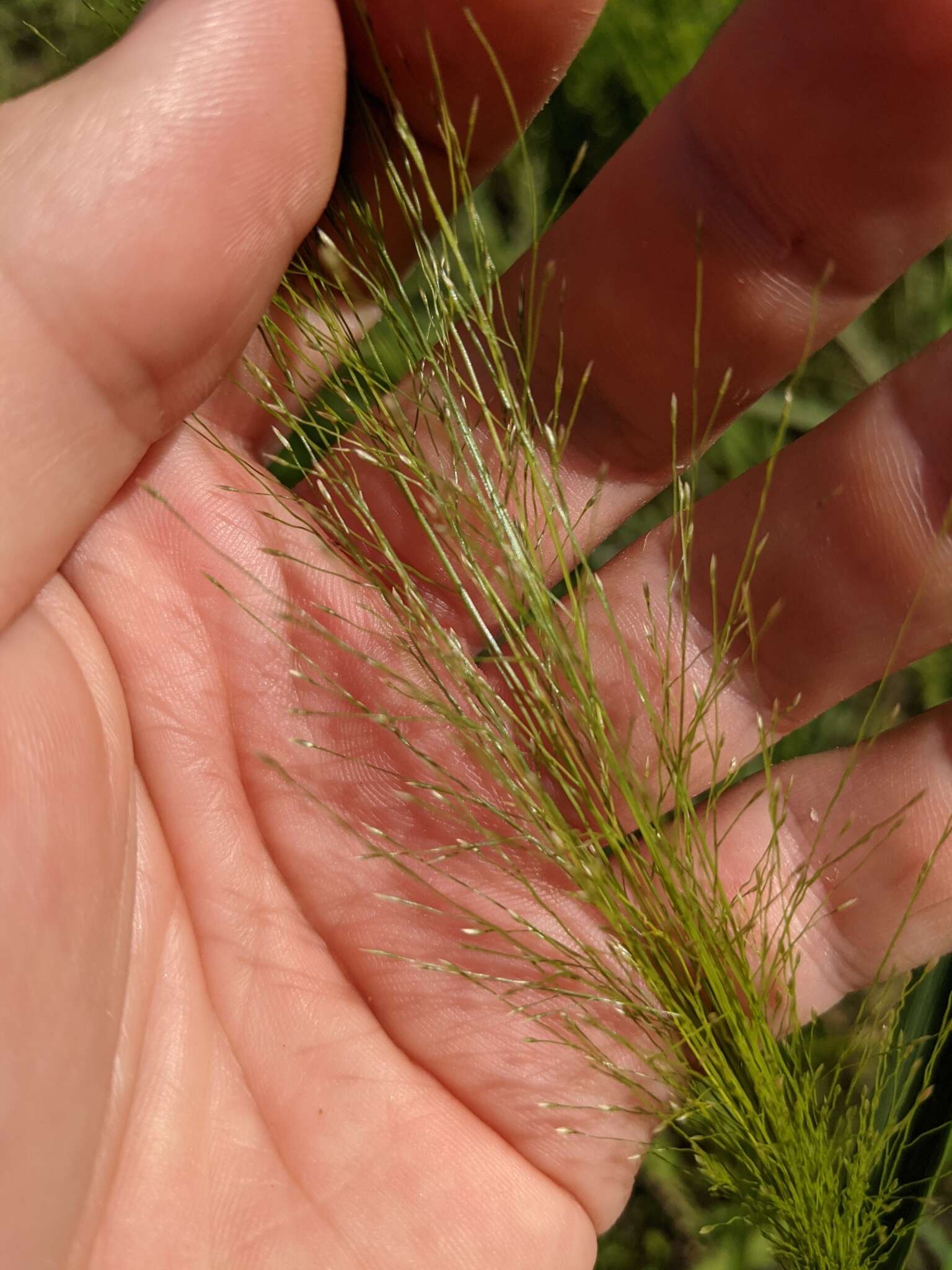 Image of Big-Top Love Grass
