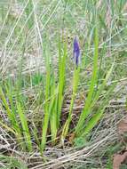 Image of toughleaf iris