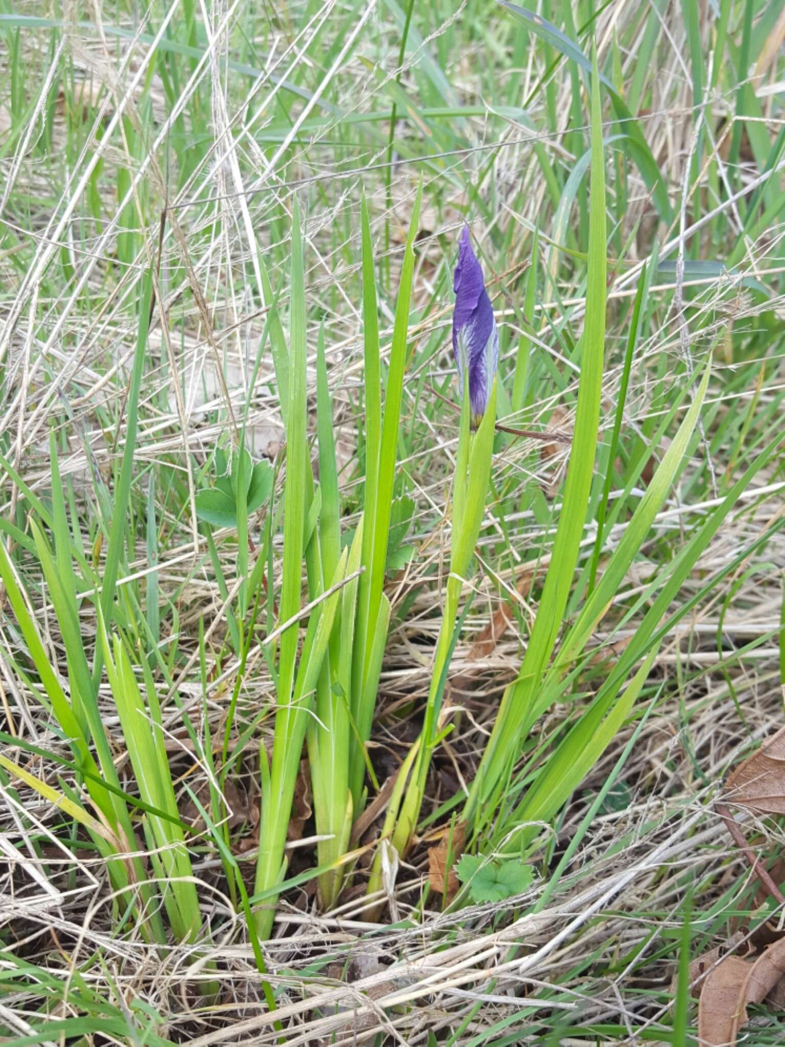 Image of toughleaf iris