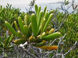 Image de Hakea clavata Labill.