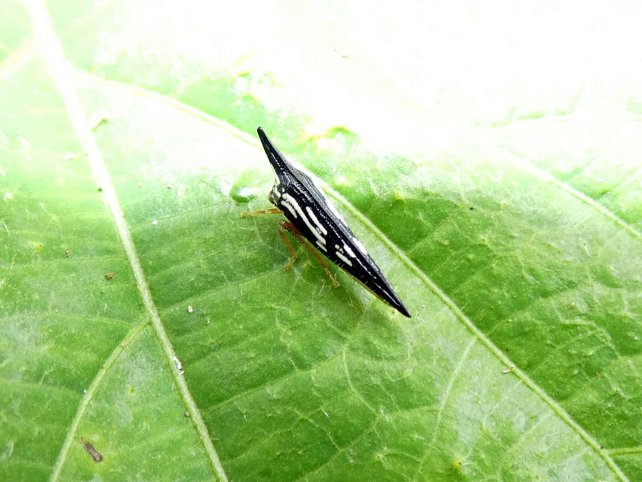 Image of Polyglypta costata Burmeister