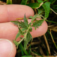 Image of Verbena gracilescens var. gracilescens