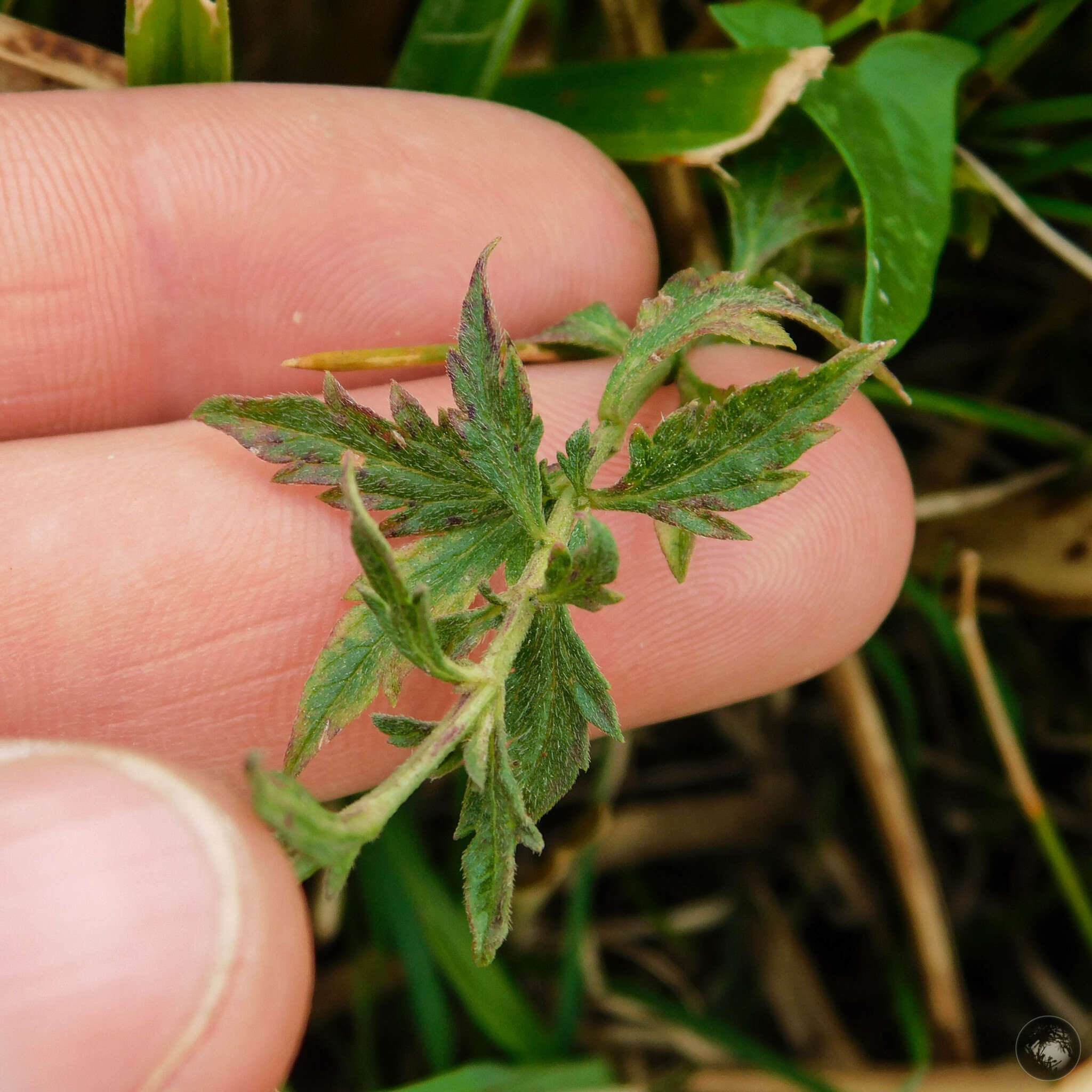 Image de Verbena gracilescens var. gracilescens