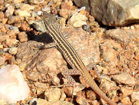 صورة Pedioplanis namaquensis (Duméril & Bibron 1839)