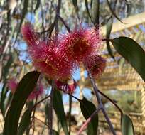 Слика од Eucalyptus caesia Benth.