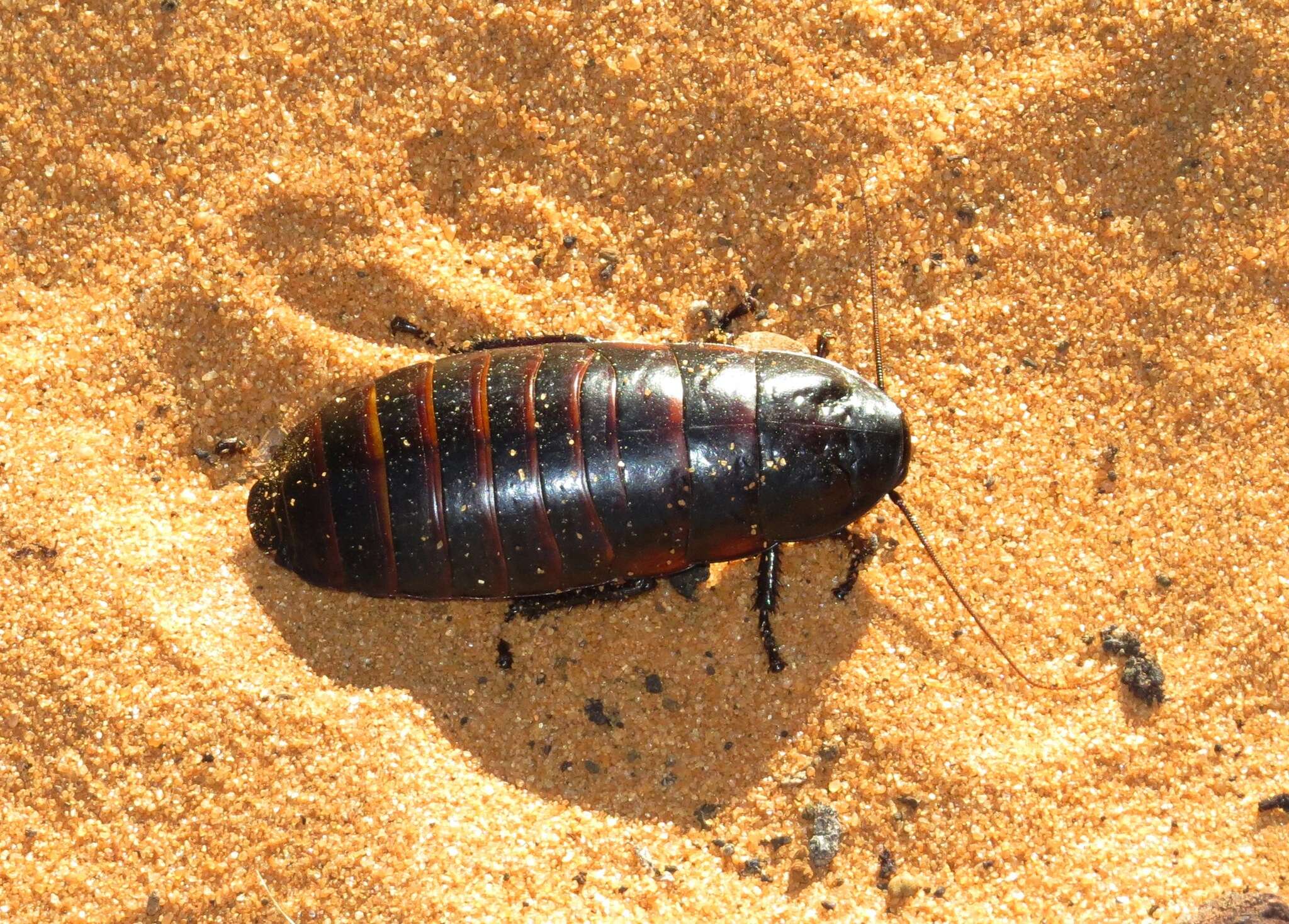 Image of Elliptorhina laevigata (Saussure & Zehntner 1895)