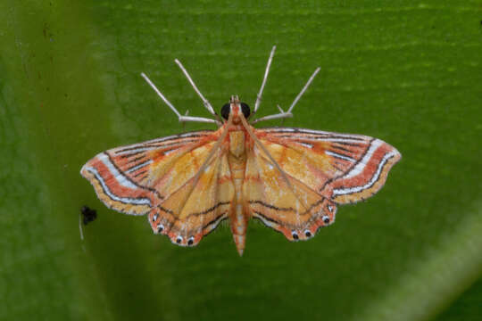 Image of Ambia decoralis Snellen 1900