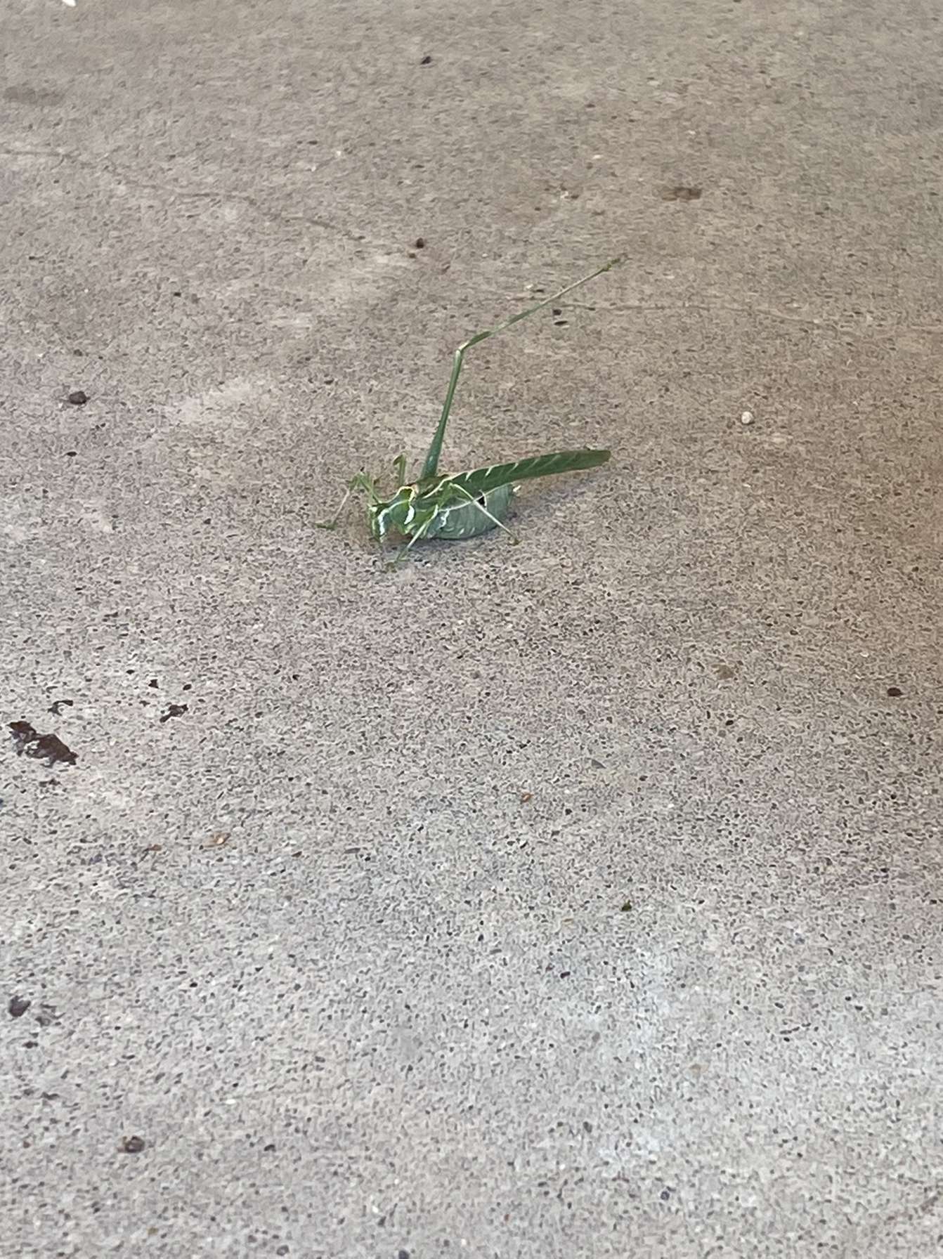 Image of Elegant Bush Katydid