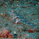 Fusigobius gracilis (Randall 2001) resmi