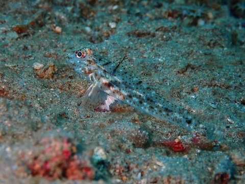 صورة Fusigobius gracilis (Randall 2001)