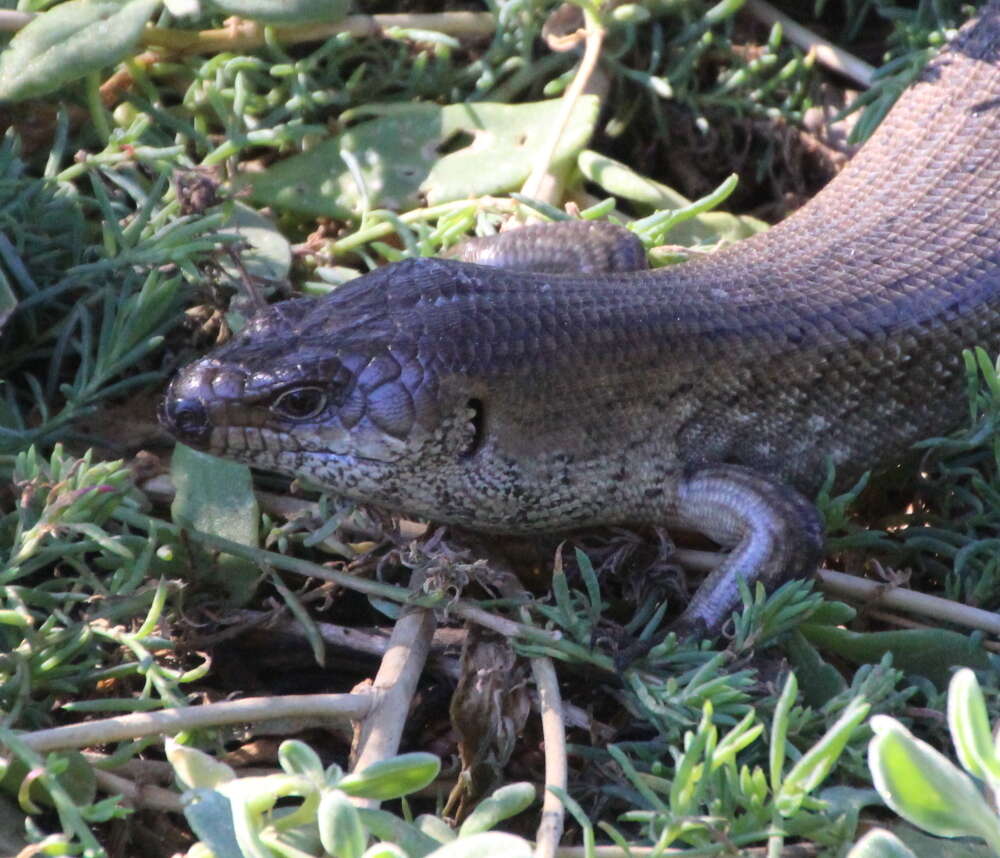 Image of King's Skink