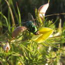 Plancia ëd Aspalathus spicata Thunb.