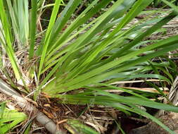 Image of Machaerina sinclairii (Hook. fil.) T. Koyama