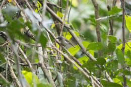 Image of Moustached Babbler