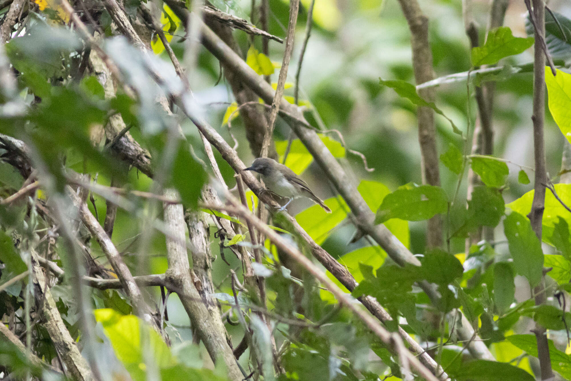 Image of Moustached Babbler