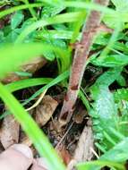 Imagem de Orobanche reticulata Wallr.