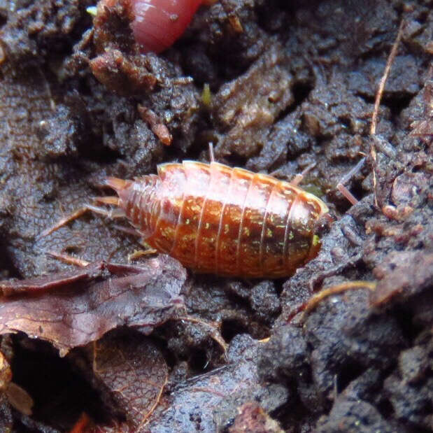 Image of Philoscia Latreille 1804