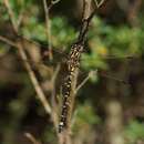 Image of Eusynthemis virgula (Selys 1874)