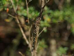 Image of Eusynthemis virgula (Selys 1874)