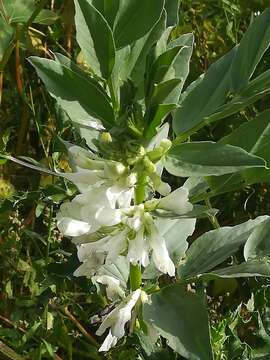 Image of Broad Bean