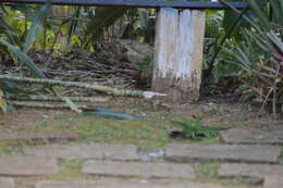 Image of Crescent-chested Puffbird