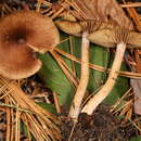 Imagem de Inocybe plurabellae Bandini, B. Oertel & U. Eberh.