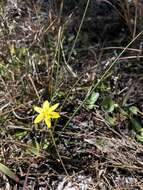 Image of fringed yellow star-grass