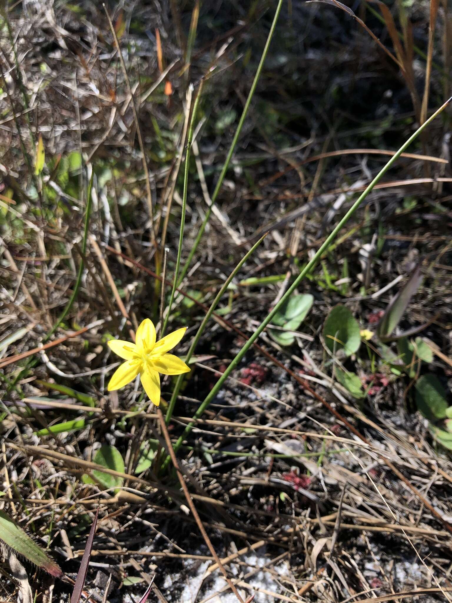 Image of fringed yellow star-grass