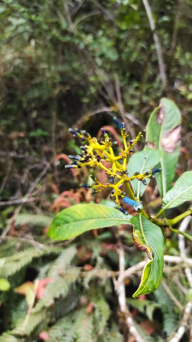 Image of Palicourea weberbaueri K. Krause