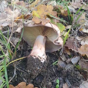 Слика од Cortinarius rufo-olivaceus (Pers.) Fr. 1838