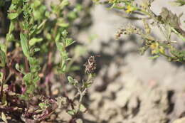 Image of Nomada crotchii Cresson 1878