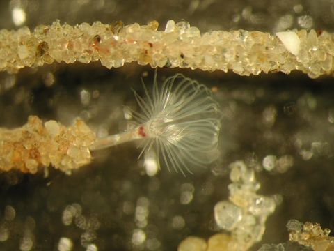 Image of common elongated phoronid