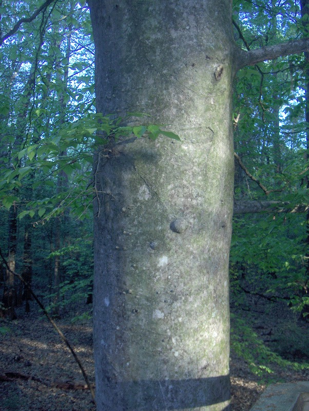 Fagus grandifolia (rights holder: Homer Edward Price)