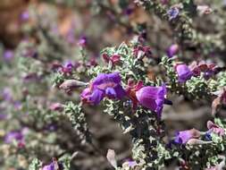 Imagem de Eremophila rotundifolia F. Muell.